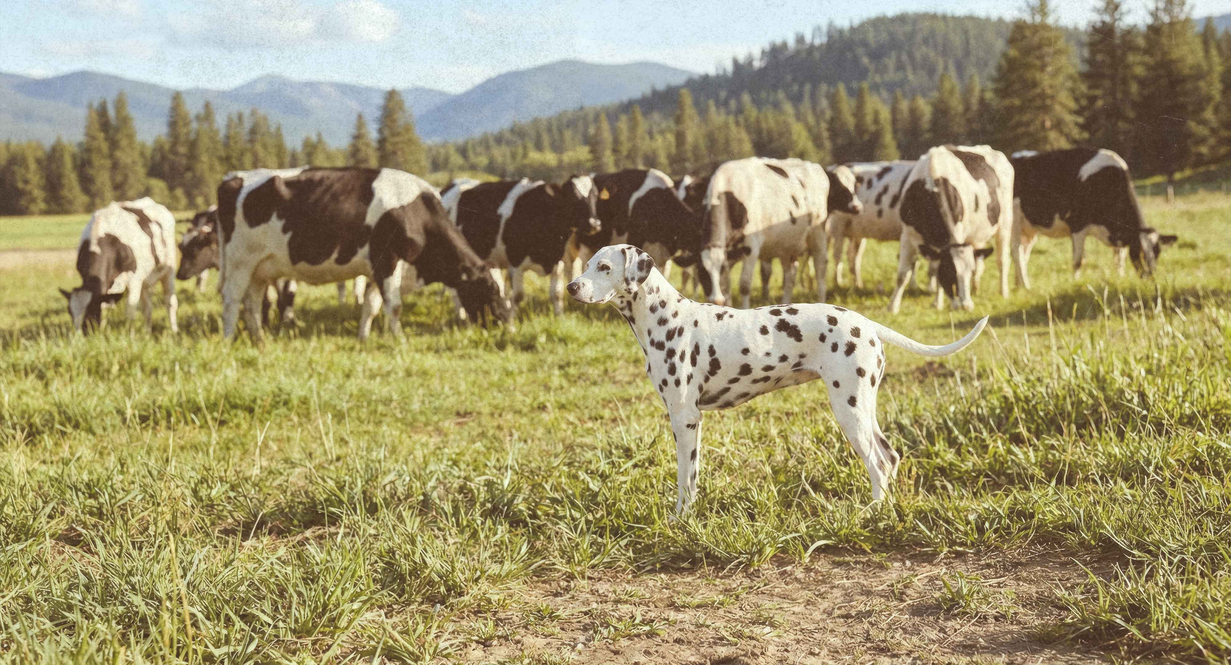 Dalmatian dog standing in a grassy pasture among grazing black-and-white cows.