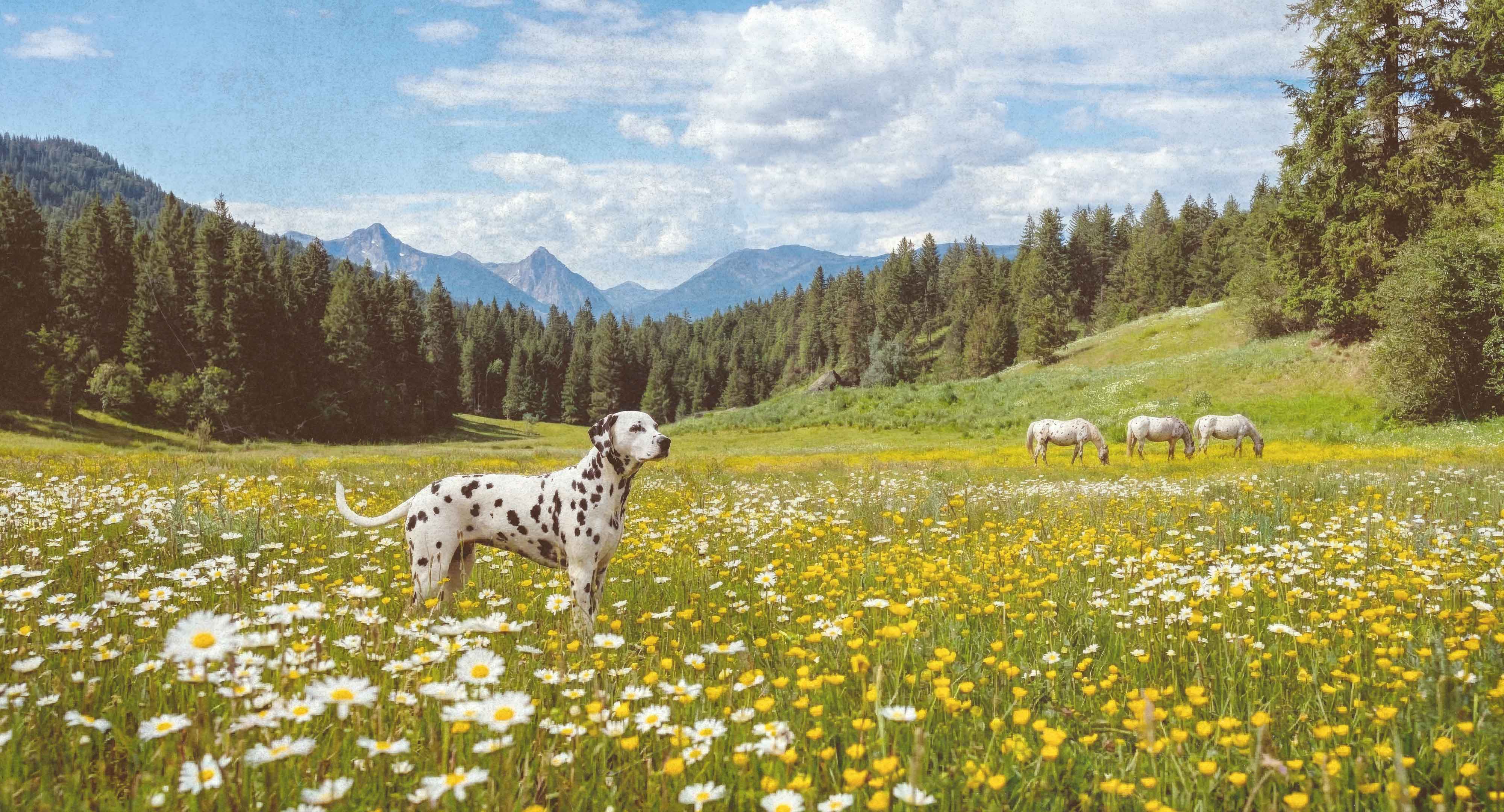Dalmatian dog standing in a meadow of daisies and yellow wildflowers, with three spotted horses graze near a pine forest with mountains under a partly cloudy blue sky.