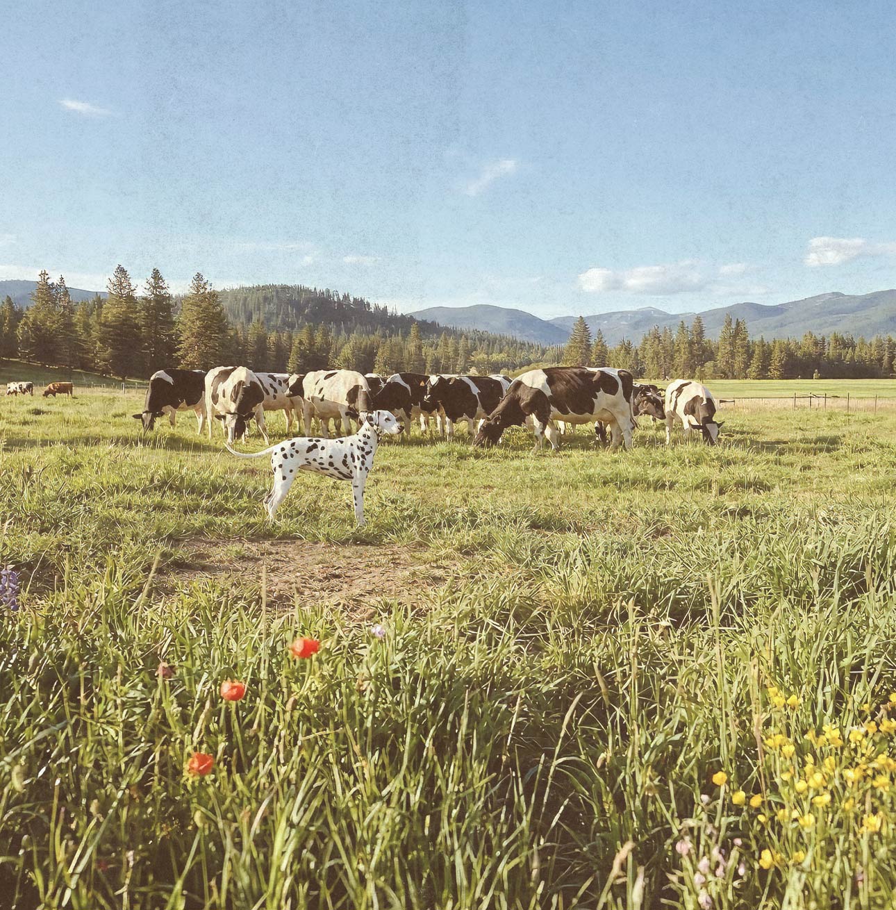 A woman wearing a pink collared half-sleeved top.