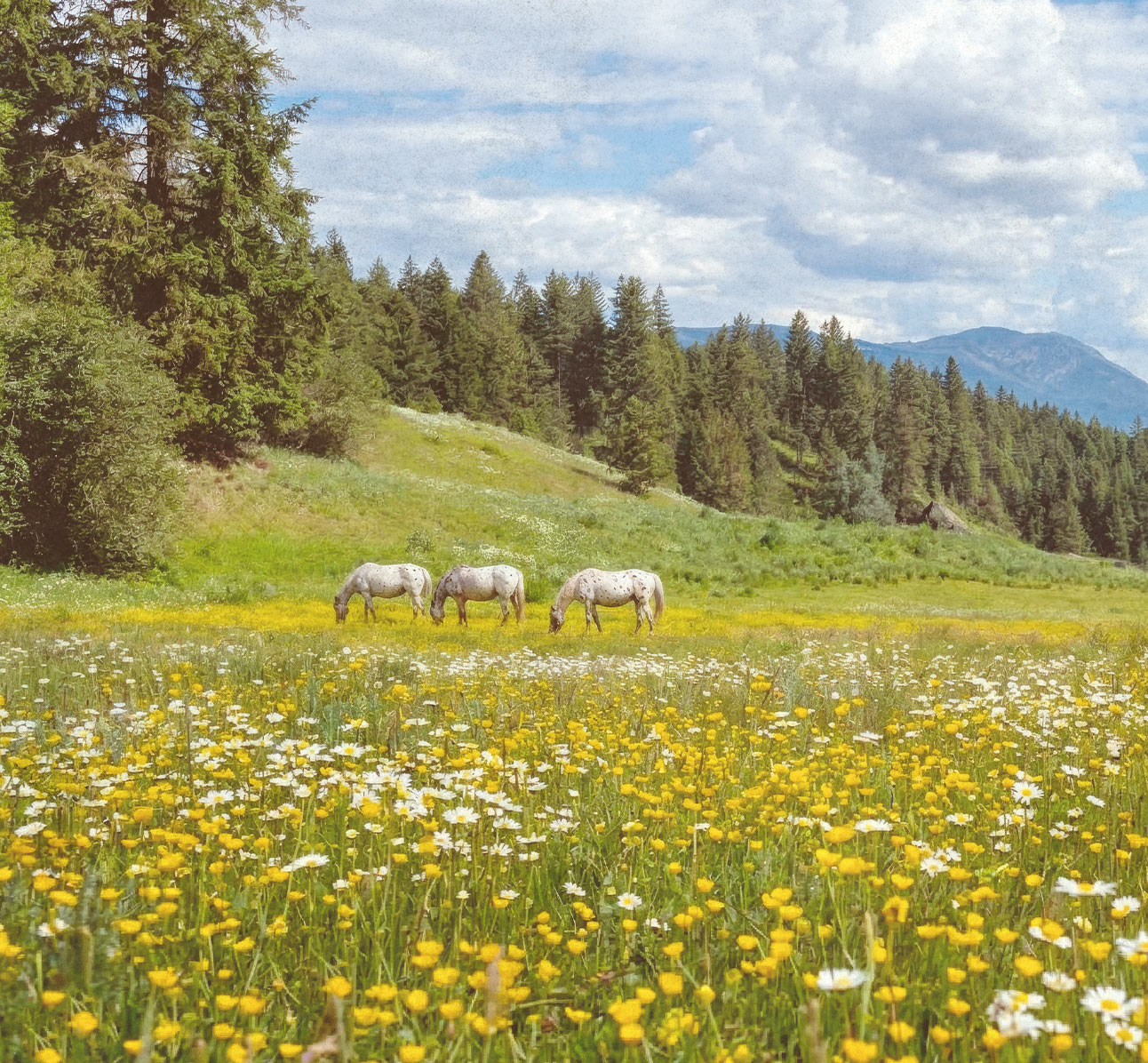 A wildflower meadow with daisies, pine forest, mountains, and grazing horses in the background.
